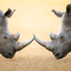 White Rhinoceros  head to head