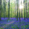 Beautiful spring forest with carpet of bluebells or wild hyacinths on a sunny day, Belgium, Halle