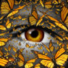 Communication freedom business and lifestyle concept with a close up of  human eye and a group of monarch butterflies flying as a creative metaphor for the liberty of  imagination expression and innovative vision.